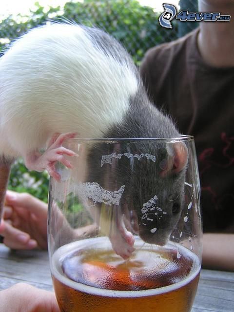 le rat dans un verre, bière