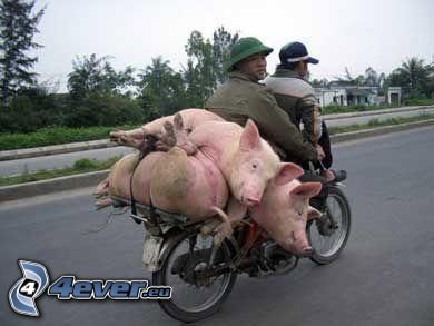 marchandises, cochon, moto, Chine