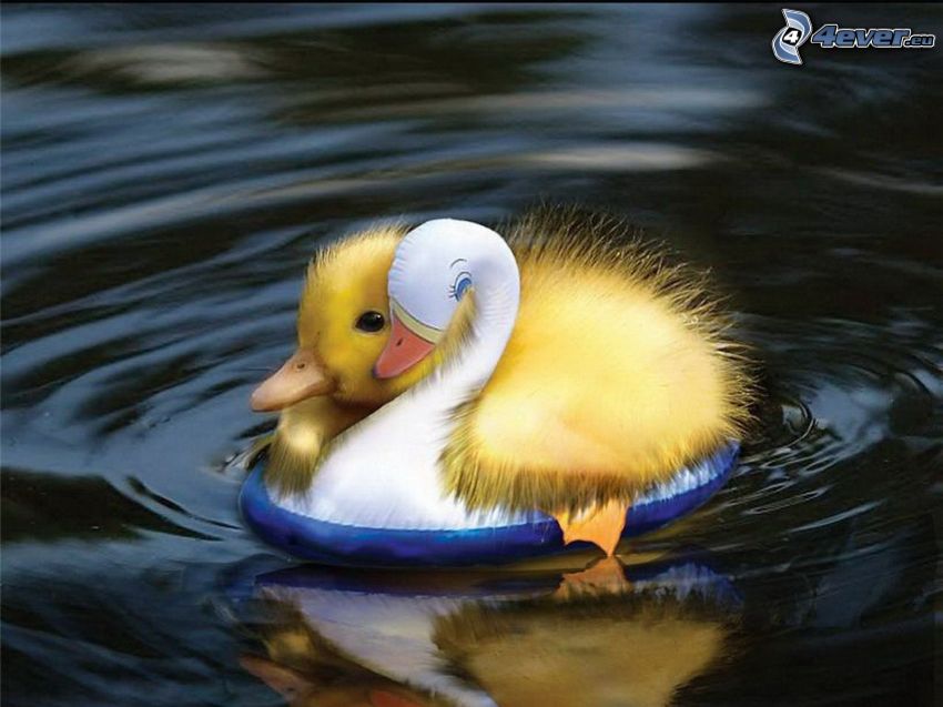 petit canard, la roue pour la natation