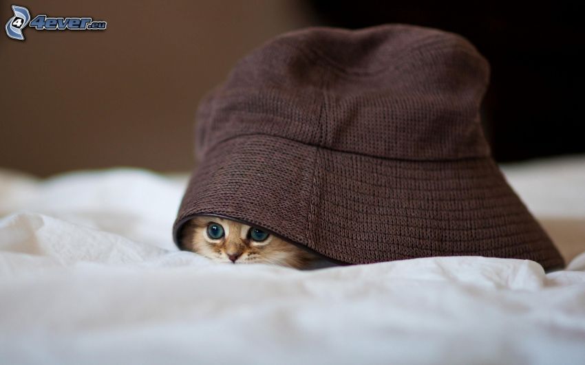 petit chaton, chapeau