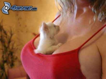 petit chaton blanc, seins