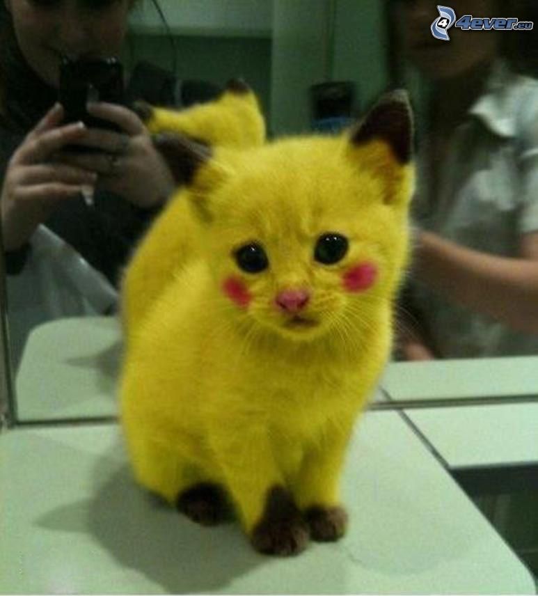Pikachu, chat