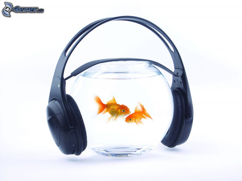 poisson d´or, aquarium, écouteurs