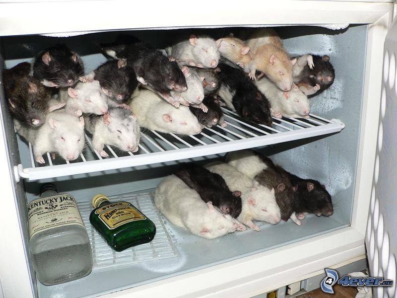 Rats, réfrigérateur