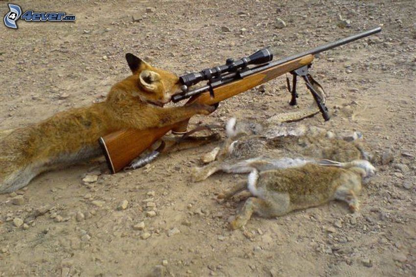 renard, fusil, lapins, chasse