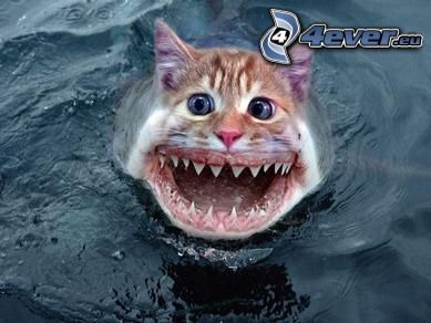 requin, chat