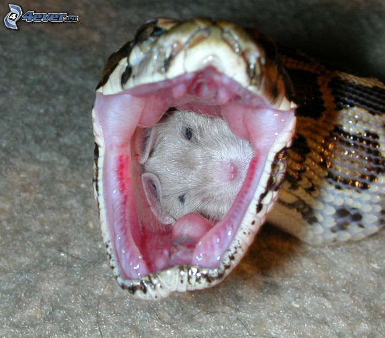 serpent, souris