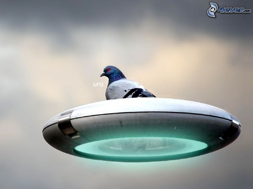 UFO, pigeon