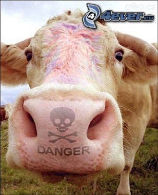 vache, danger