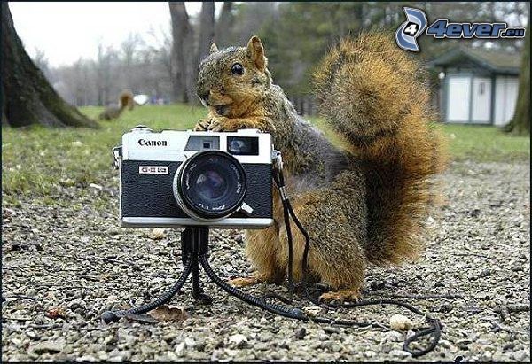écureuil, appareil photo