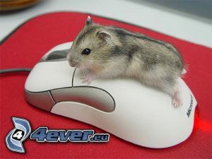 hamster, souris d'ordinateur