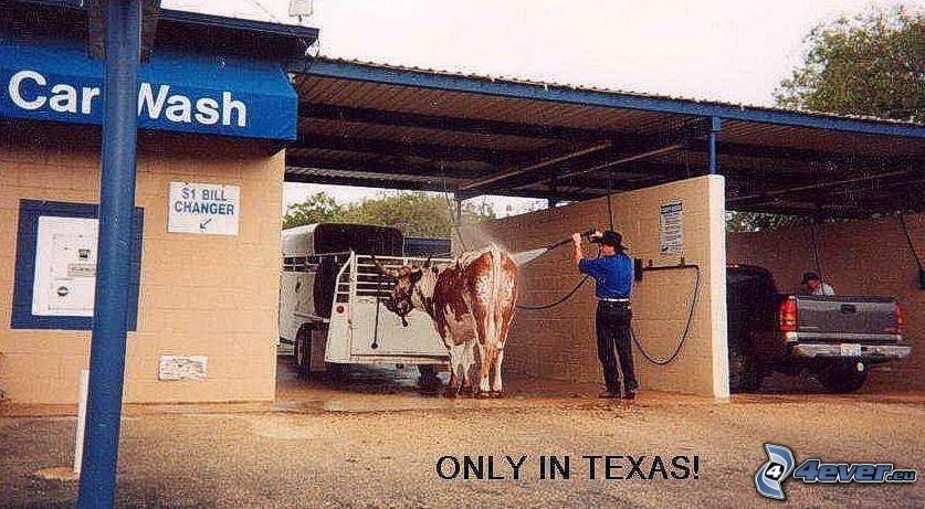 Texas, lavage de voiture, vache