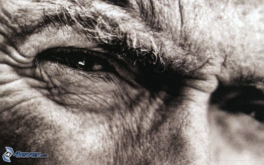 Clint Eastwood, yeux