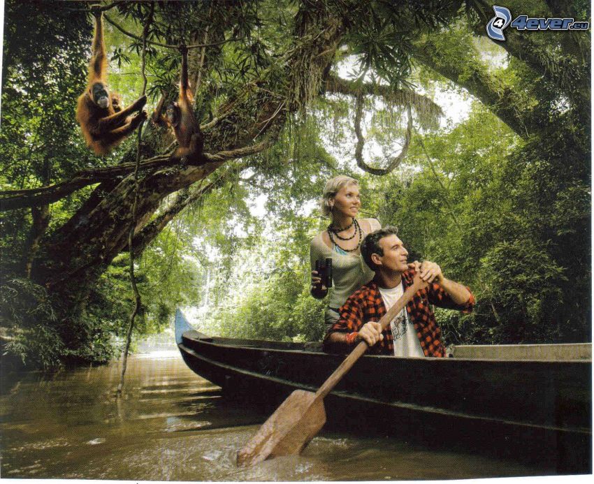 l'aventure, un bateau en bois, forêt vierge, orang-outan