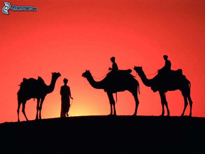 chameaux, silhouettes de personnes, coucher du soleil, ciel rouge