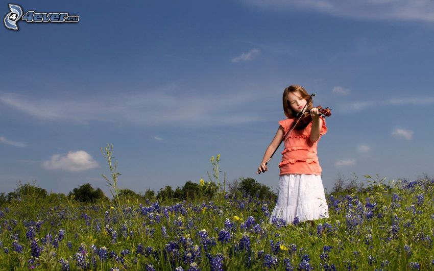 fille, violoncelle, fleurs violettes
