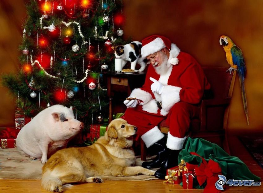 Père Noël, cochon, golden retriever, perroquet, arbre de Noël, chambre, cadeaux