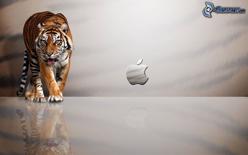 tigre, Apple