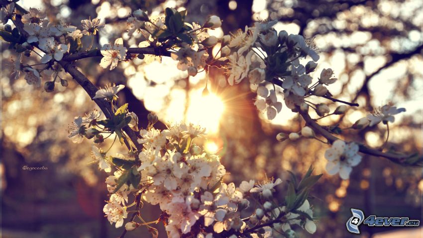 arbre à floraison, coucher du soleil