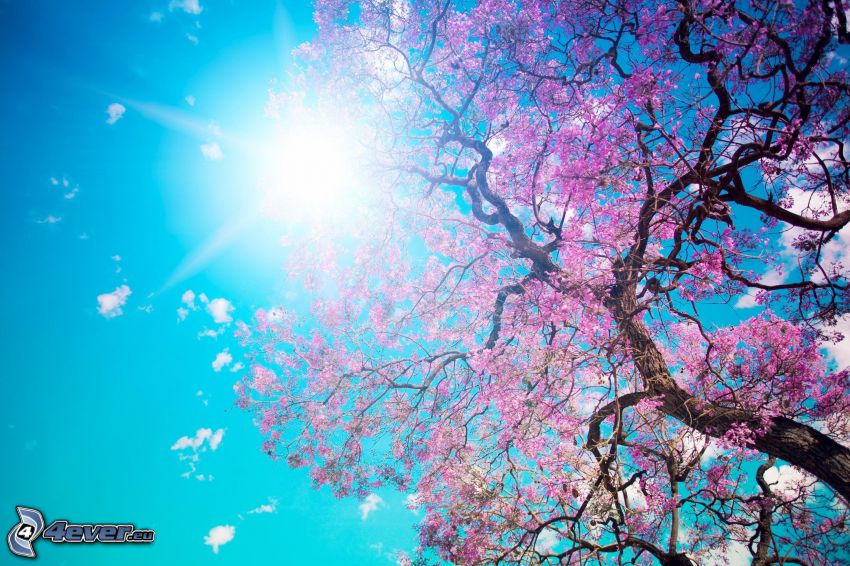 arbre à floraison, soleil