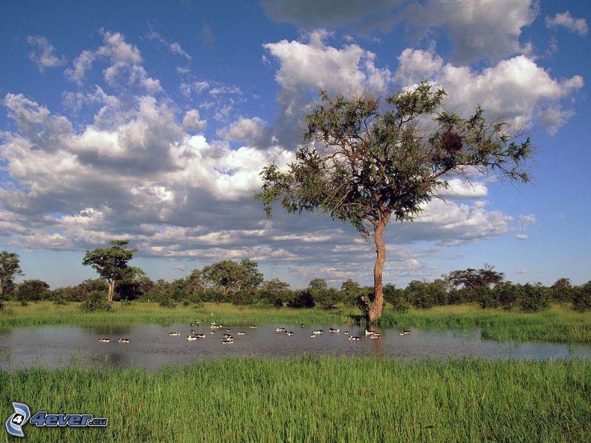 arbre au bord du lac, zones humides, oiseaux, nuages