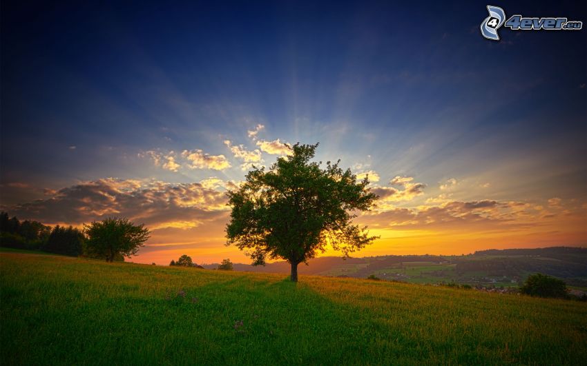 arbre au coucher du soleil
