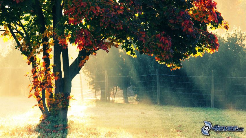 arbre coloré, clôture, rayons du soleil