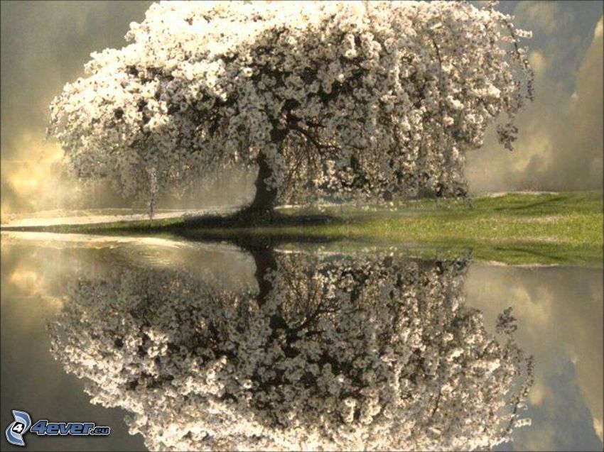 arbre fleuri, arbre rameux, reflexion