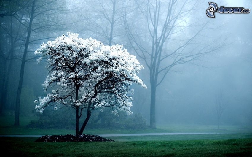 arbre fleuri, brouillard