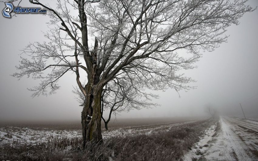 arbre gelé, chemin de campagne, neige, brouillard