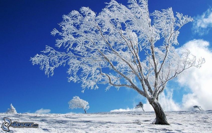 arbre gelé, neige