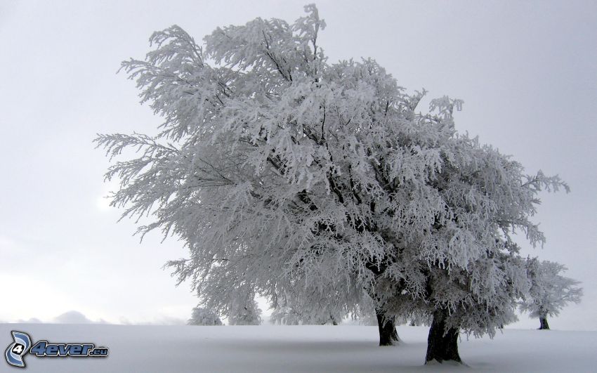 arbre gelé