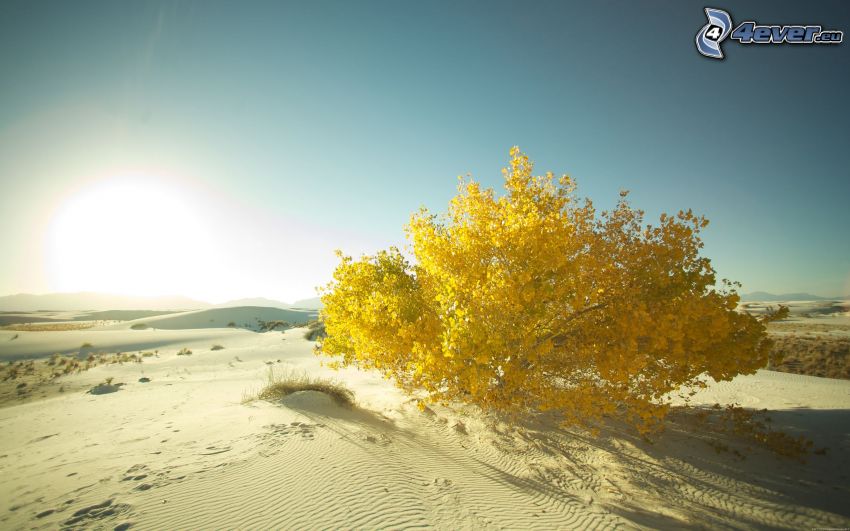 arbre jaune, désert, coucher du soleil