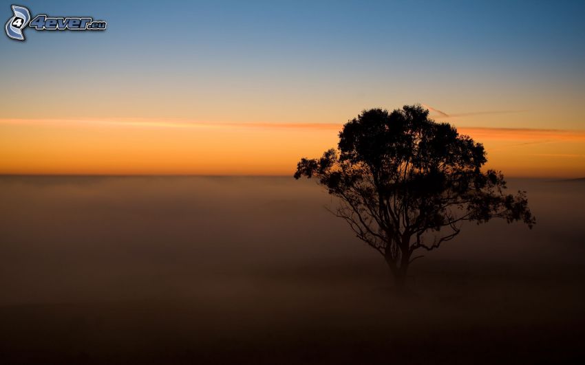 arbre solitaire, ciel du soir, brouillard au sol