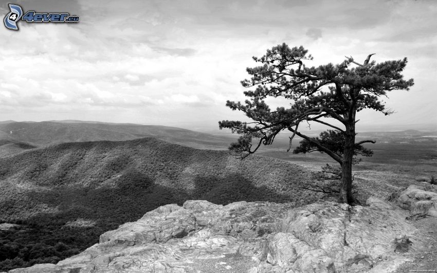 arbre solitaire, montagnes, photo noir et blanc