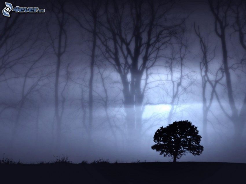 arbre solitaire, obscurité, brouillard