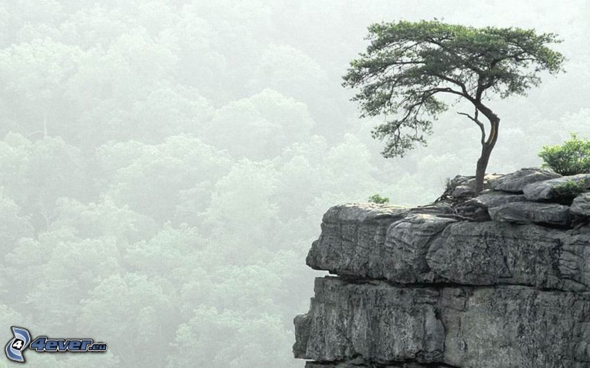 arbre solitaire, pierre, falaise