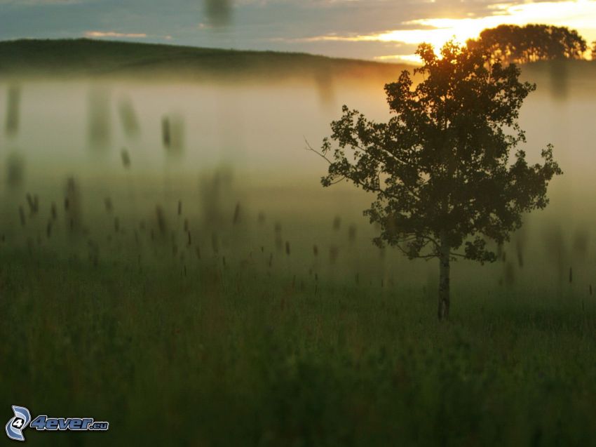 arbre solitaire, prairie, après le coucher du soleil, brouillard, l'herbe