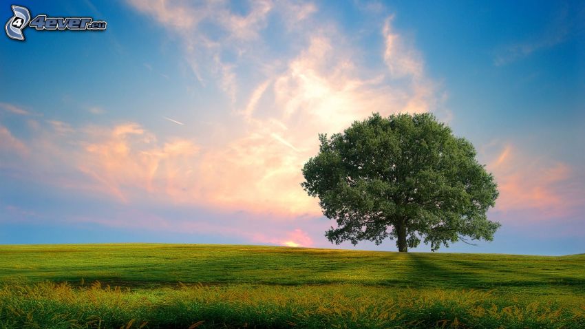 arbre solitaire, prairie, ciel du soir