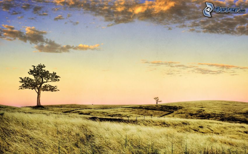 arbre solitaire, prairie, nuages