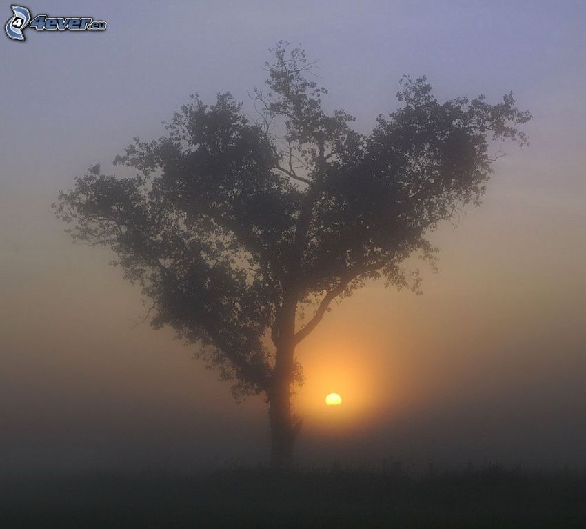 arbre solitaire, silhouette de l'arbre, lever du soleil, brouillard