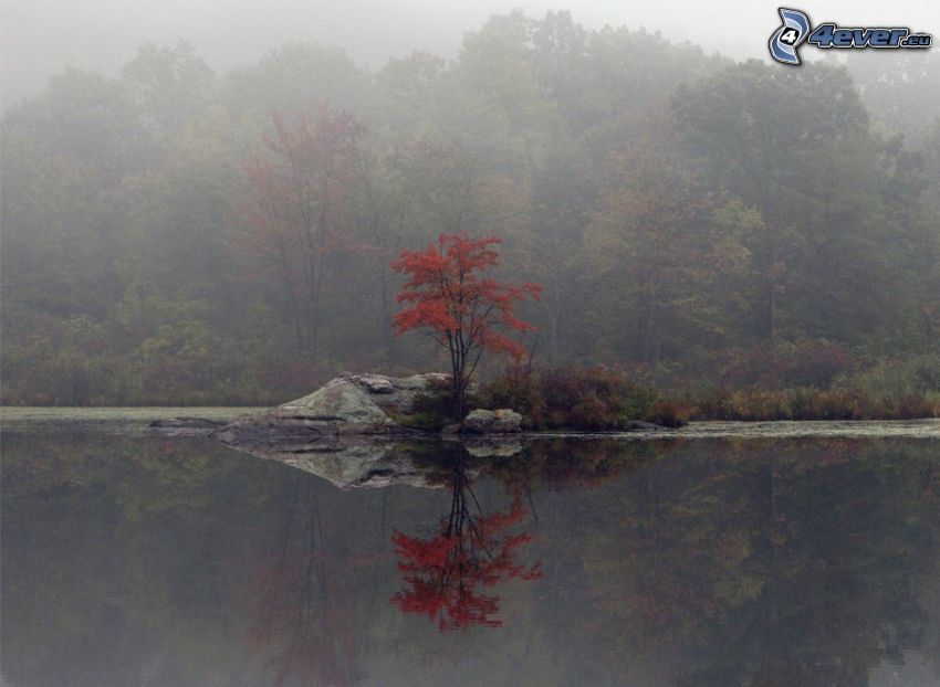 arbre sur un rocher, surface de l´eau calme, lac, brouillard dans la forêt