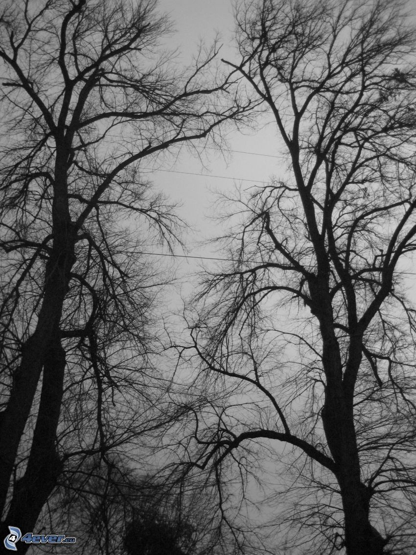 arbres, branches