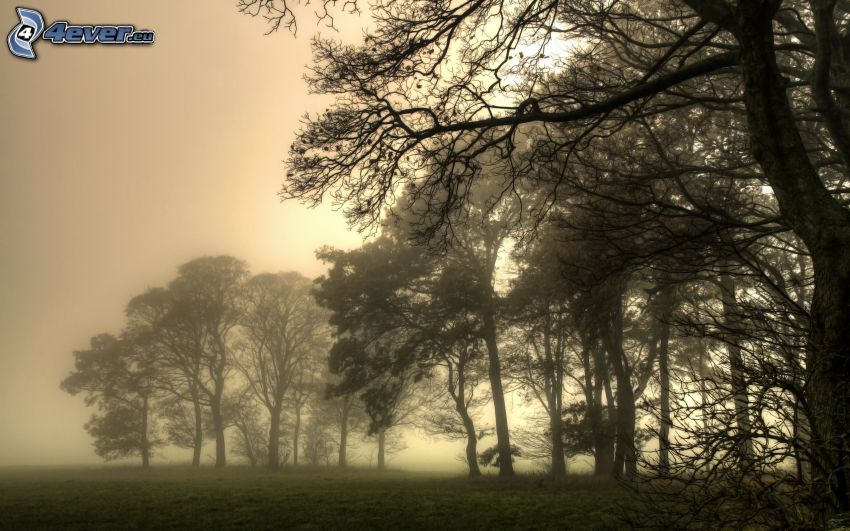 arbres, brouillard