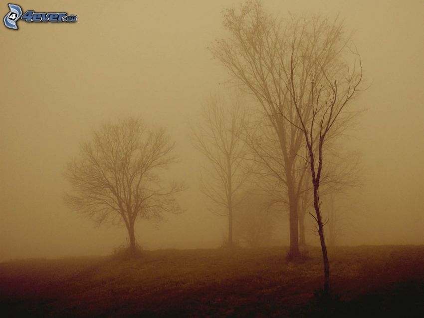 arbres, brouillard