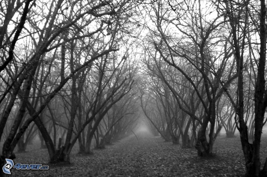 arbres, forêt, photo noir et blanc, brouillard, verger