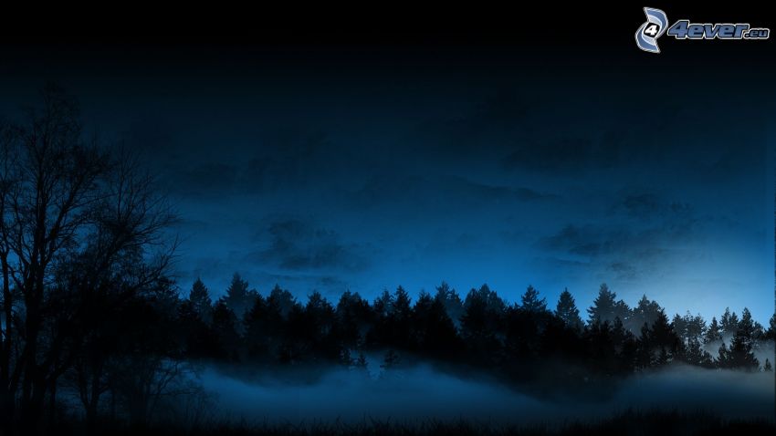 arbres, silhouette d'une forêt, nuit
