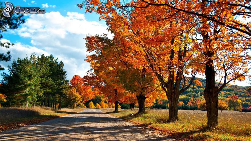 arbres d'automne, route, bois d'automne coloré