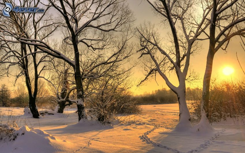 arbres enneigés, coucher du soleil, traces dans la neige