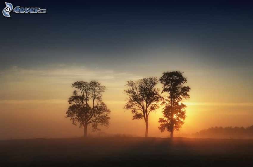 arbres solitaires, silhouettes d'arbres, lever du soleil